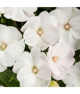 304T/12 SUNPATIENS WHITE