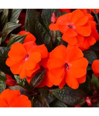 304T/12 SUNPATIENS ELECTRIC ORANGE