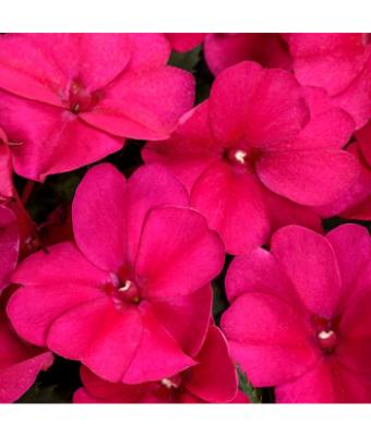 304T/12 SUNPATIENS ROSE GLOW
