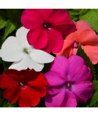 304T/12 SUNPATIENS MIX