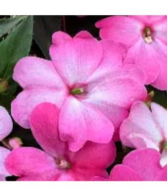 304T/12 SUNPATIENS PINK FLASH