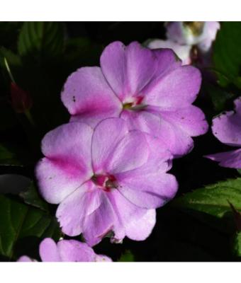 304T/12 SUNPATIENS LAVENDER SPLASH