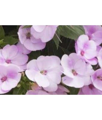 304T/12 SUNPATIENS ORCHID BLUSH
