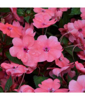 304T/12 SUNPATIENS CORAL PINK