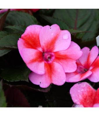304T/12 SUNPATIENS RED CANDY