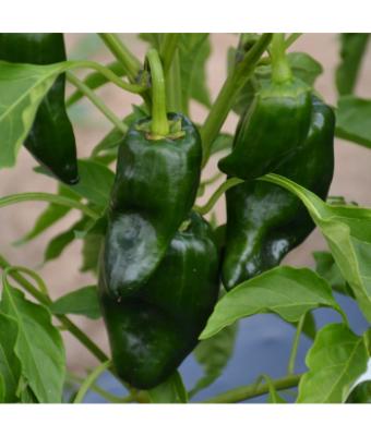 E4.75T/10 PEPPER POBLANO