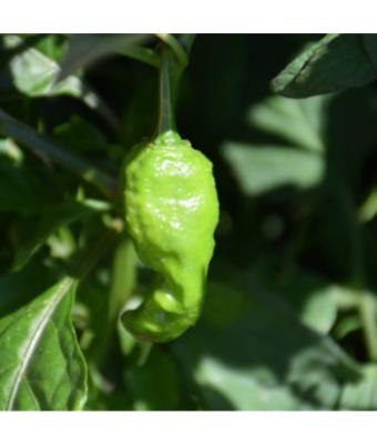 E4.75T/10 PEPPER GHOST BHUT JOLOKIA