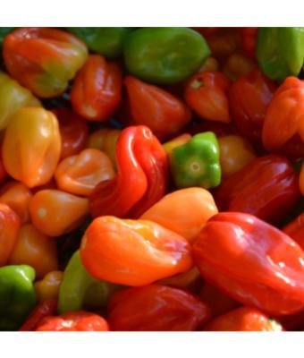 E4.75T/10 PEPPER HABANERO