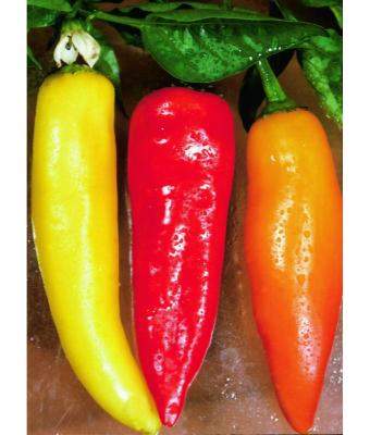 E4.75T/10 PEPPER HOT BANANA