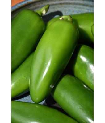E4.75T/10 PEPPER JALAPENO