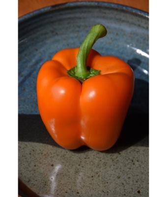 E4.75T/10 PEPPER ORANGE BELL