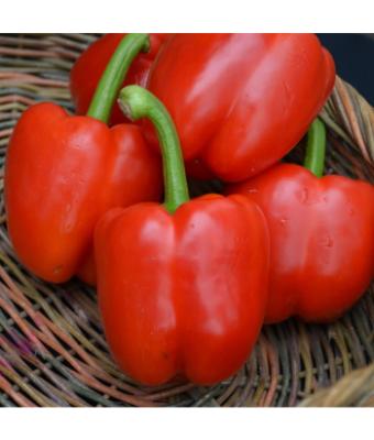 E4.75T/10 PEPPER RED BELL