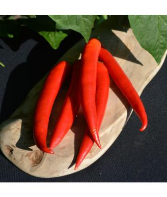 E4.75T/10 PEPPER SUPER CHILI