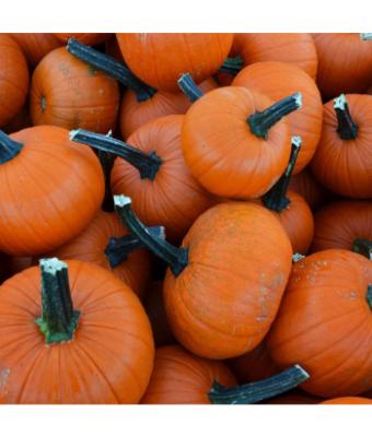 E4.75T/10 PUMPKIN - PIE