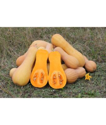 E4.75T/10 SQUASH BUTTERNUT