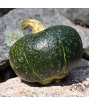 E4.75T/10 SQUASH BUTTERCUP HYBRID