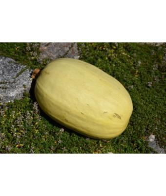 E4.75T/10 SQUASH SPAGHETTI