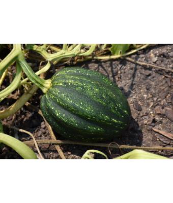 E4.75T/10 SQUASH ACORN HYBRID