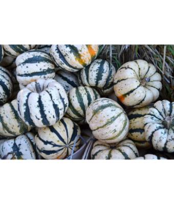 E4.75T/10 SQUASH SWEET DUMPLING