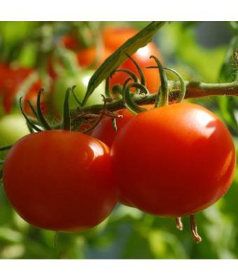 E4.75T/10 TOMATO CELEBRITY