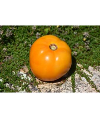 E4.75T/10 TOMATO SUNNY BOY