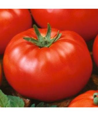 E4.75T/10 TOMATO HEIRLOOM BEEFSTEAK