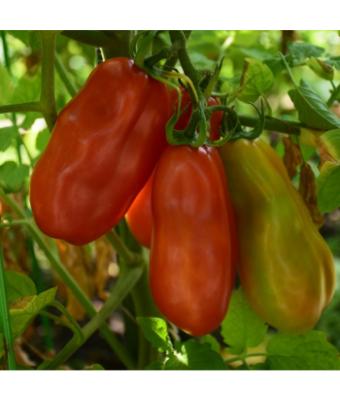 E4.75T/10 TOMATO HEIRLOOM SAN MARZANO