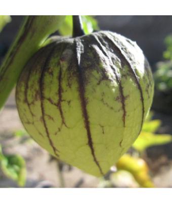 E4.75T/10 TOMATO TOMATILLO TAMAYO