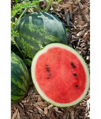 E4.75T/10 WATERMELON MINI LOVE