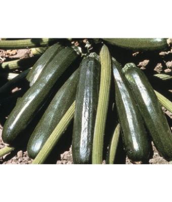 E4.75T/10 ZUCCHINI AMBASSADOR