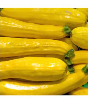 E4.75T/10 ZUCCHINI GOLDEN ZEBRA YELLOW