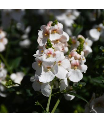 4.75" DIASCIA TRINITY GRACE