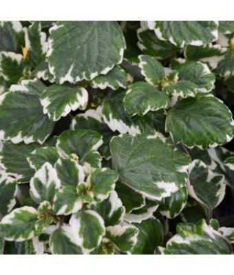 4.75T/10 CANDLESTICK IVY