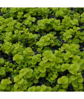 4.75T/10 LYSIMACHIA GOLDILOCKS