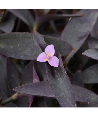 4.75T/10 SETCREASEA PURPLE QUEEN