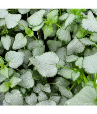 4.75T/10 LAMIUM BEACON SILVER