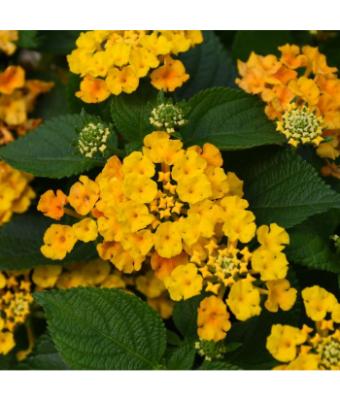 4.75T/10 LANTANA BANDOLISTA PINEAPPLE