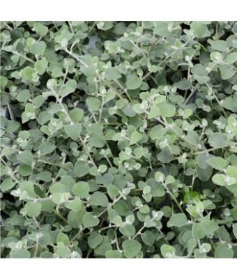 4.75T/10 LICORICE VINE WHITE