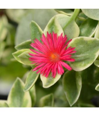 4.75T/10 DOROTHEANTHUS MEZOO RED