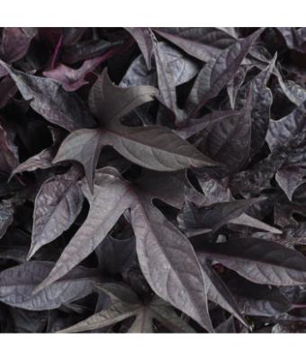4.75T/10 SWEET POTATO VINE BLACKIE