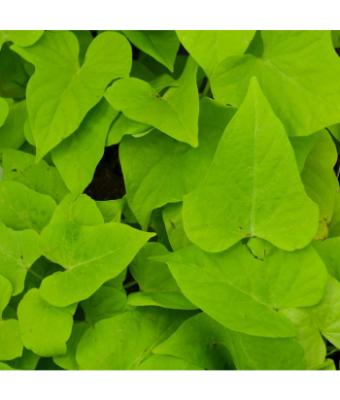 4.75T/10 SWEET POTATO VINE CHARTREUSE