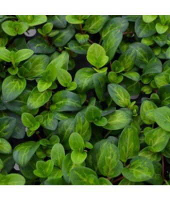 4T/10 VINCA VINE MACULATA