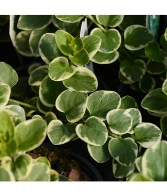 4T/10 VINCA VINE VARIEGATED