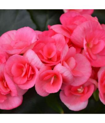 4.33T/8 BEGONIA RIEGER PINK