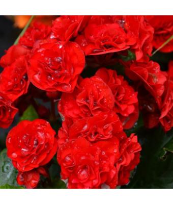 4.33T/8 BEGONIA RIEGER RED