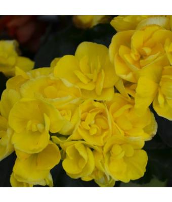 4.33T/8 BEGONIA RIEGER YELLOW