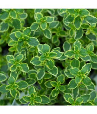 E4T/10 HERB THYME LEMON