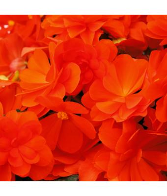 4.75T/10 BEGONIA ICANDY INFERNO