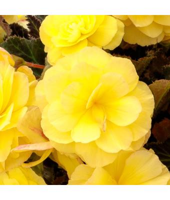 4.75T/10 BEGONIA ICANDY LEMON YELLOW
