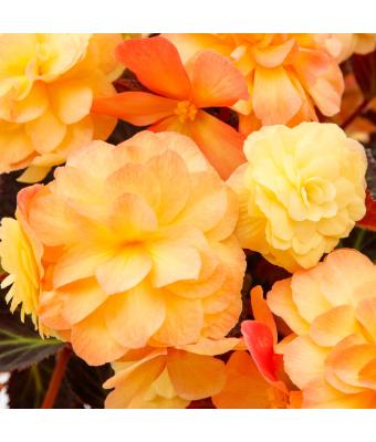 4.75T/10 BEGONIA ICANDY SUNSET